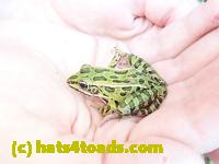 /home//u458753944/public_html/sourcegallery///Frogs/Mixed frogs/P8200333.JPG